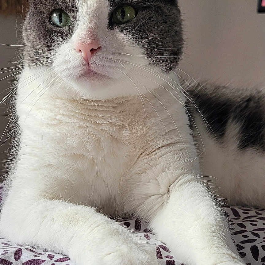 Lila