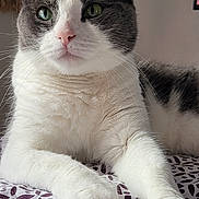 Lila participe au concours pour gagner de l'argent avec cette photo : cat, feline, pet, indoor, closeup, white_fur, gray_fur, green_eyes, whiskers, paws, bedspread, patterned_fabric, resting, domestic_cat, animal, cute, soft_light, relaxed, portrait, mammal