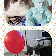 Lila participe au concours pour gagner de l'argent avec cette photo : animal, balloon, blanket, cat, cute, decor, floor, furniture, gray_and_white, home, indoor, lying_down, patterned, pet, playful, red_balloon, ribbon, sitting, teddy_bear, toy