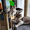 carpet, cat, cat_tree, curtain, cute, feline, fur, hammock, home, indoor, kitten, natural_light, pet, playful, relaxed, stretching, two_cats, whiskers, window, wood_floor