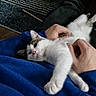 animal, blue_sweater, cat, comfort, cozy, domestic, furniture, hand, indoor, kitten, lap, person, petting, relaxing, resting, rug, striped_rug, tabby, white_fur, wooden_furniture
