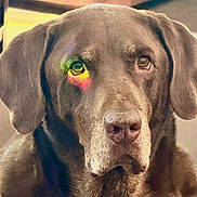 Mack joined the competition — help win amazing prizes! dog, labrador, chocolate_labrador, pet, portrait, close_up, animal, indoor, canine, mammal, ears, face, fur, looking, expression, colorful_light, reflection, brown, head, snout