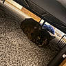 cat, tortoiseshell_cat, carpet, under_bed, furniture, blue_blanket, indoor, pet, animal, resting, cozy, hiding, curious, ears, fur, eyes, quiet, shadow, carpet_texture, floor