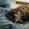 cat, tortoiseshell, pet, animal, feline, resting, blanket, blue, cozy, indoor, fur, whiskers, ears, sleepy, laying, closeup, soft, comfort, home, relaxed