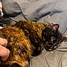 cat, tortoiseshell_cat, pet, feline, fur, relaxed, sleepy, hand, couch, grey_fabric, indoor, closeup, animal, domestic_animal, resting, cute, companion, soft_texture, cozy, calm