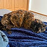 cat, tortoiseshell_cat, sleeping, blanket, blue_blanket, indoor, bedroom, carpet, wooden_door, furniture, pet, animal, cozy, resting, fur, domestic_cat, quiet, calm, home, relaxation