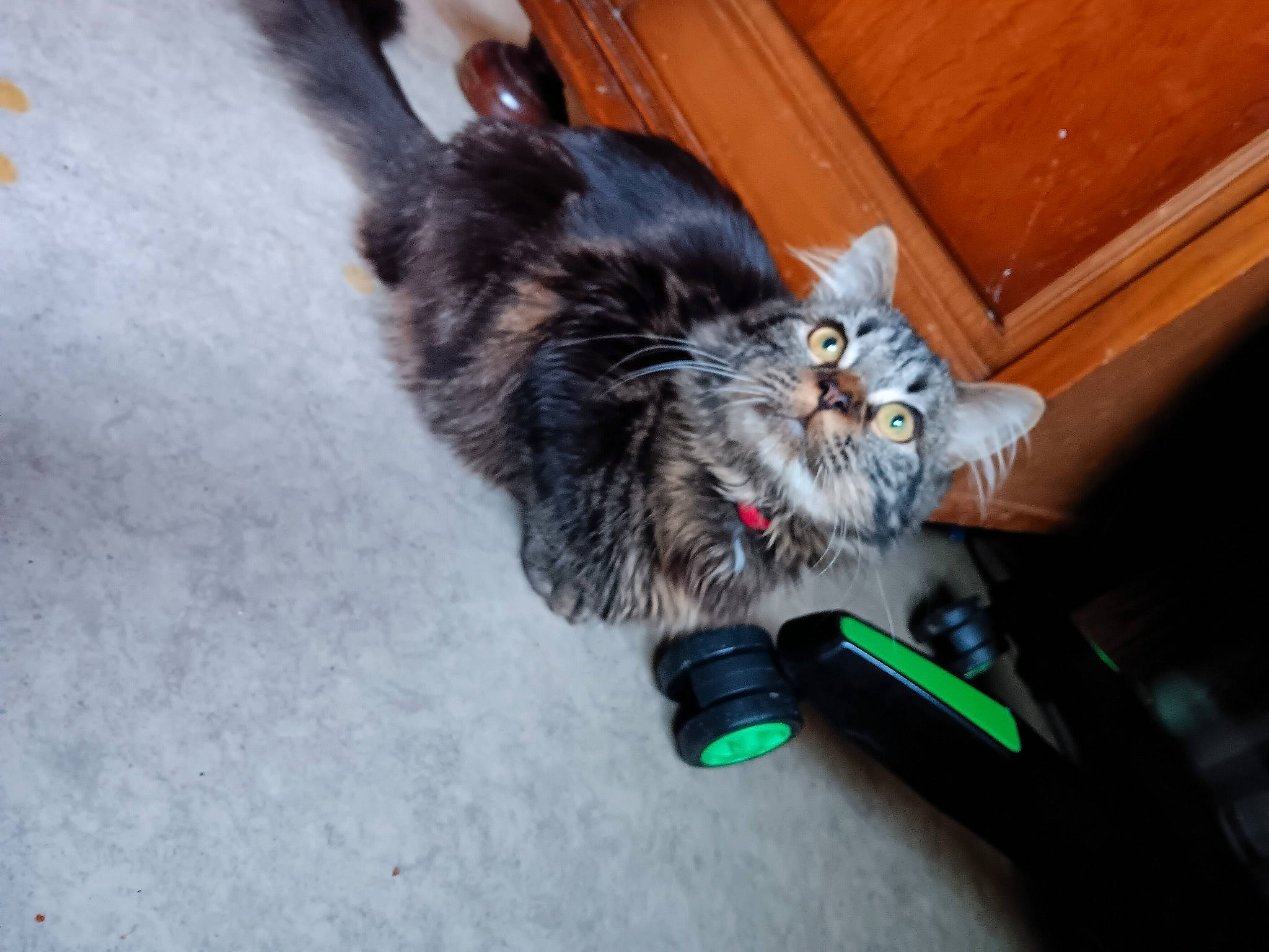 Miam Miam a rejoint le concours — aidez-le/la à gagner de superbes lots ! carnivore, cat, cat_toy, claw, domestic_short_haired_cat, door, felidae, flooring, fur, hardwood, paw, small_to_medium_sized_cats, tail, whiskers, wood