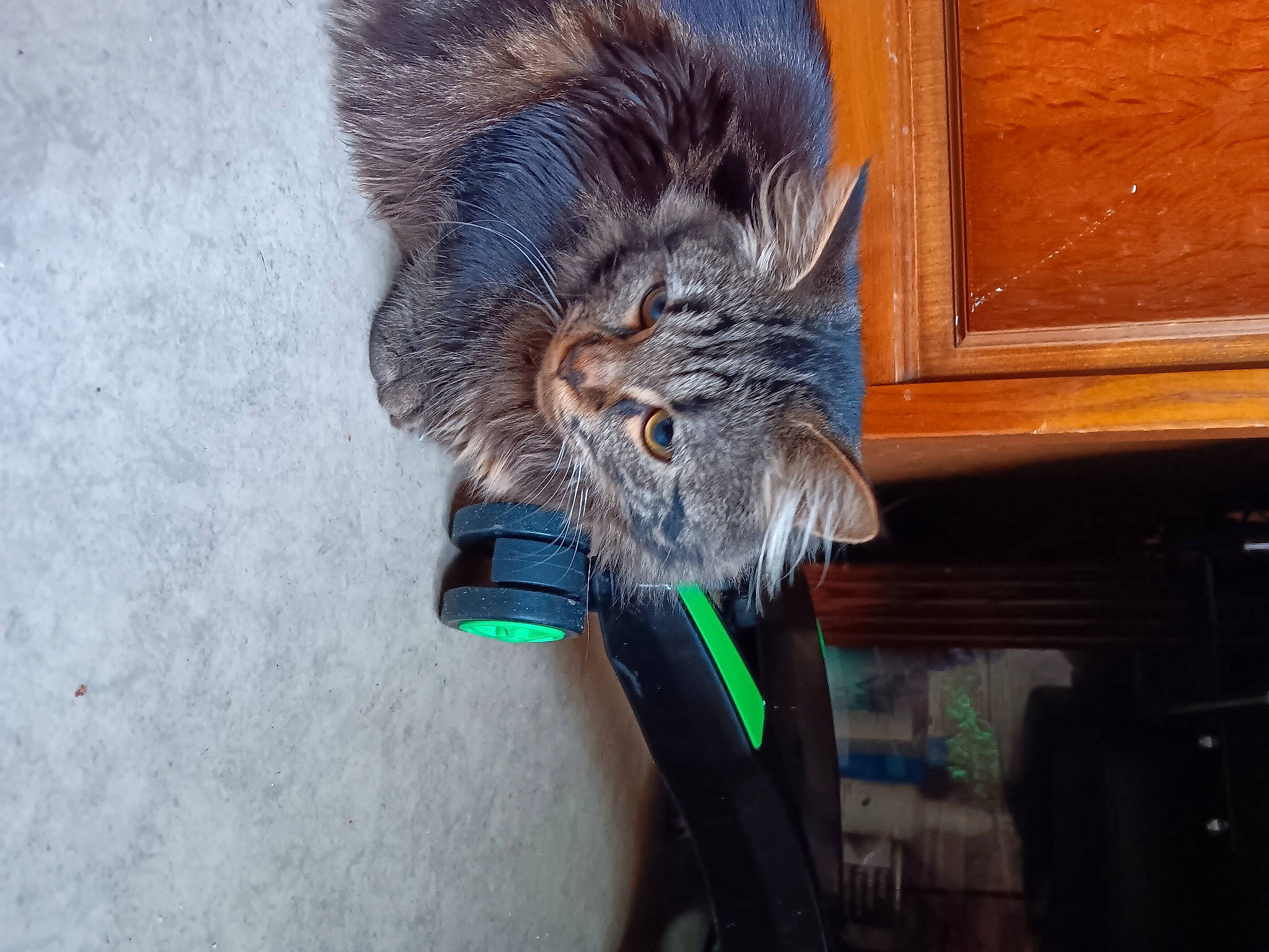 Miam Miam participe au concours pour gagner de l'argent avec cette photo : black_cat, carnivore, cat, claw, domestic_short_haired_cat, electric_blue, eye, felidae, fur, head, houseplant, paw, small_to_medium_sized_cats, snout, tail, terrestrial_animal, whiskers, window, wood, wood_stain