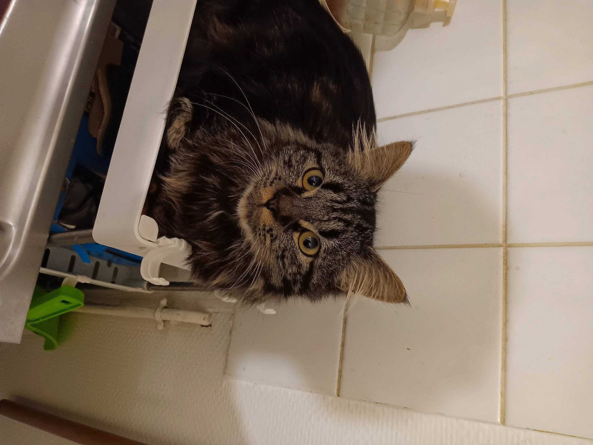 Miam Miam participe au concours pour gagner de l'argent avec cette photo : carnivore, cat, domestic_short_haired_cat, felidae, flooring, fur, machine, small_to_medium_sized_cats, tail, terrestrial_animal, tile_flooring, whiskers