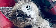 Alaska participe au concours pour gagner de l'argent avec cette photo : animal, blue_eyes, cat, close_up, curious, cute, domestic_animal, feline, fluffy, fur, gray_fur, indoor, kitten, looking, pet, portrait, small, soft_lighting, whiskers, young