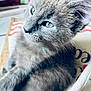 Alaska participe au concours pour gagner de l'argent avec cette photo : animal_portrait, blurred_background, cat, close_up, cozy, curious, cute, domestic_cat, feline, fur, gray_fur, green_eyes, indoor, kitten, pet, resting, small_animal, soft_texture, whiskers, young_animal