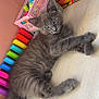 animal, colorful, curious, cute, domestic_animal, feline, floor, gray_cat, green_eyes, indoor, kitten, lying_down, markers, pet, playful, resting, small, stationery, wooden_surface, young_cat