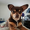 dog, pet, brown, tan, ears, bed, indoor, animal, cute, closeup, canine, fur, face, looking, portrait, household, cozy, resting, domestic, room
