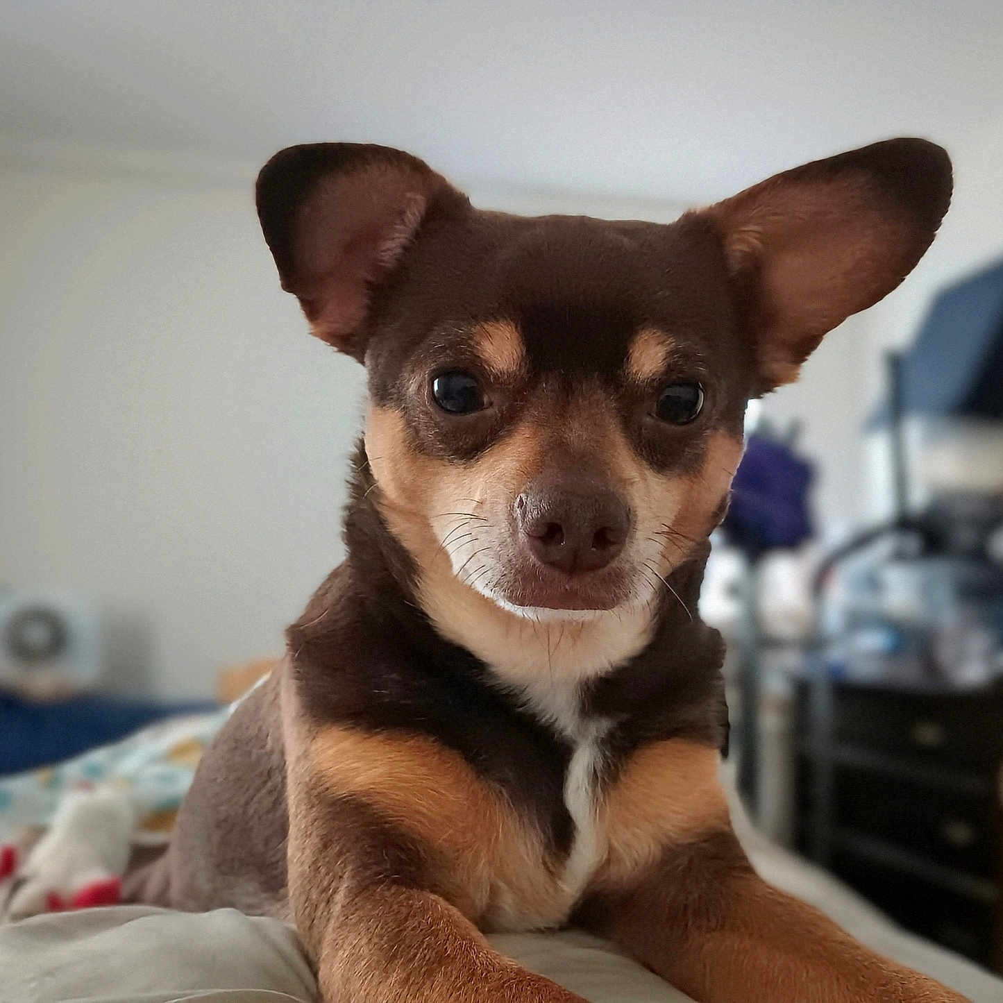 Dustin is registered to the contest to win money with this photo: dog, pet, brown, tan, ears, bed, indoor, animal, cute, closeup, canine, fur, face, looking, portrait, household, cozy, resting, domestic, room