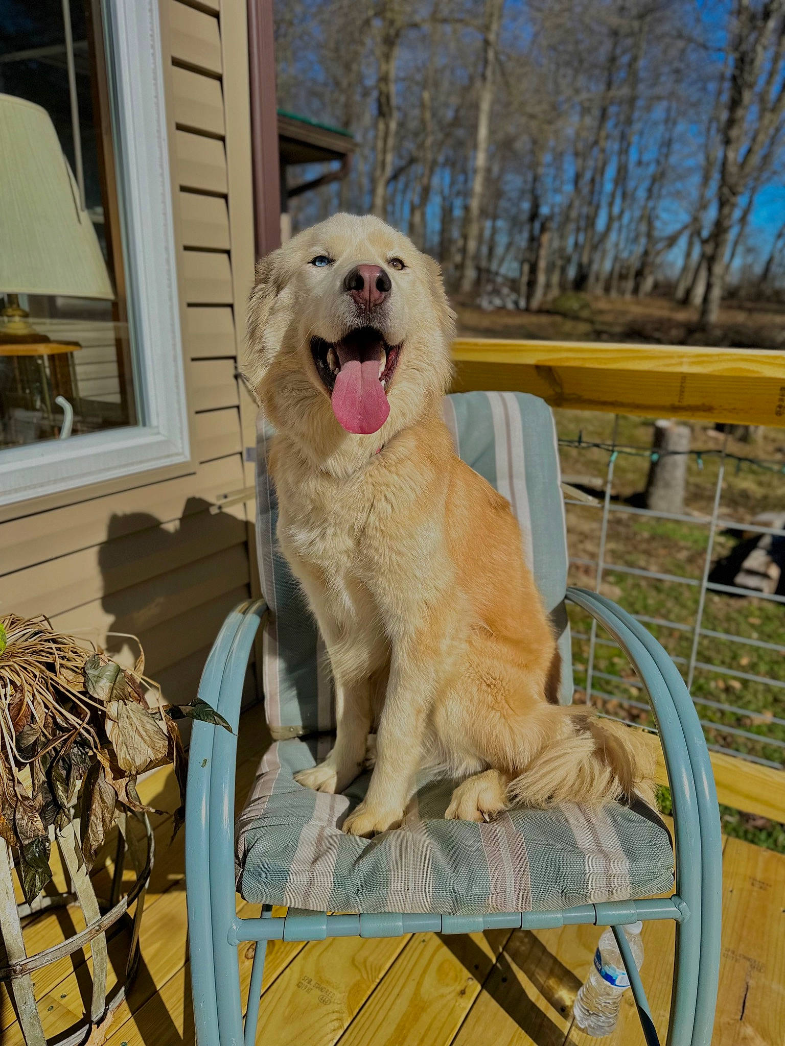 Dreyfus is registered to the contest to win money with this photo: canidae, carnivore, chair, collar, companion_dog, dog, dog_breed, dog_supply, fawn, fur, house, paw, pet_supply, sky, snout, sporting_group, tail, tree, window, wood