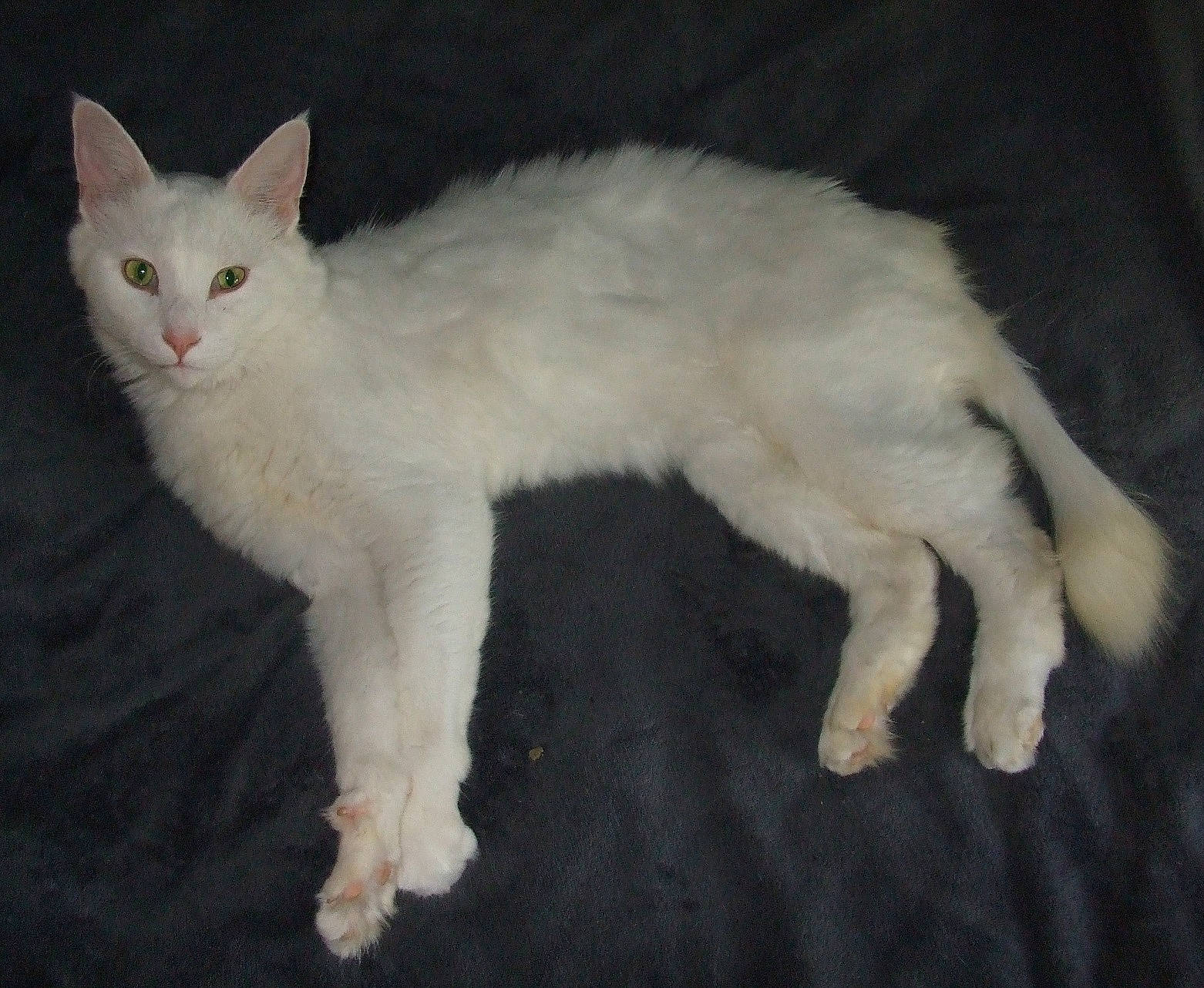 Bowie joined the competition — help win amazing prizes! carnivore, cat, claw, domestic_short_haired_cat, fawn, felidae, fur, paw, small_to_medium_sized_cats, snout, tail, terrestrial_animal, whiskers, window