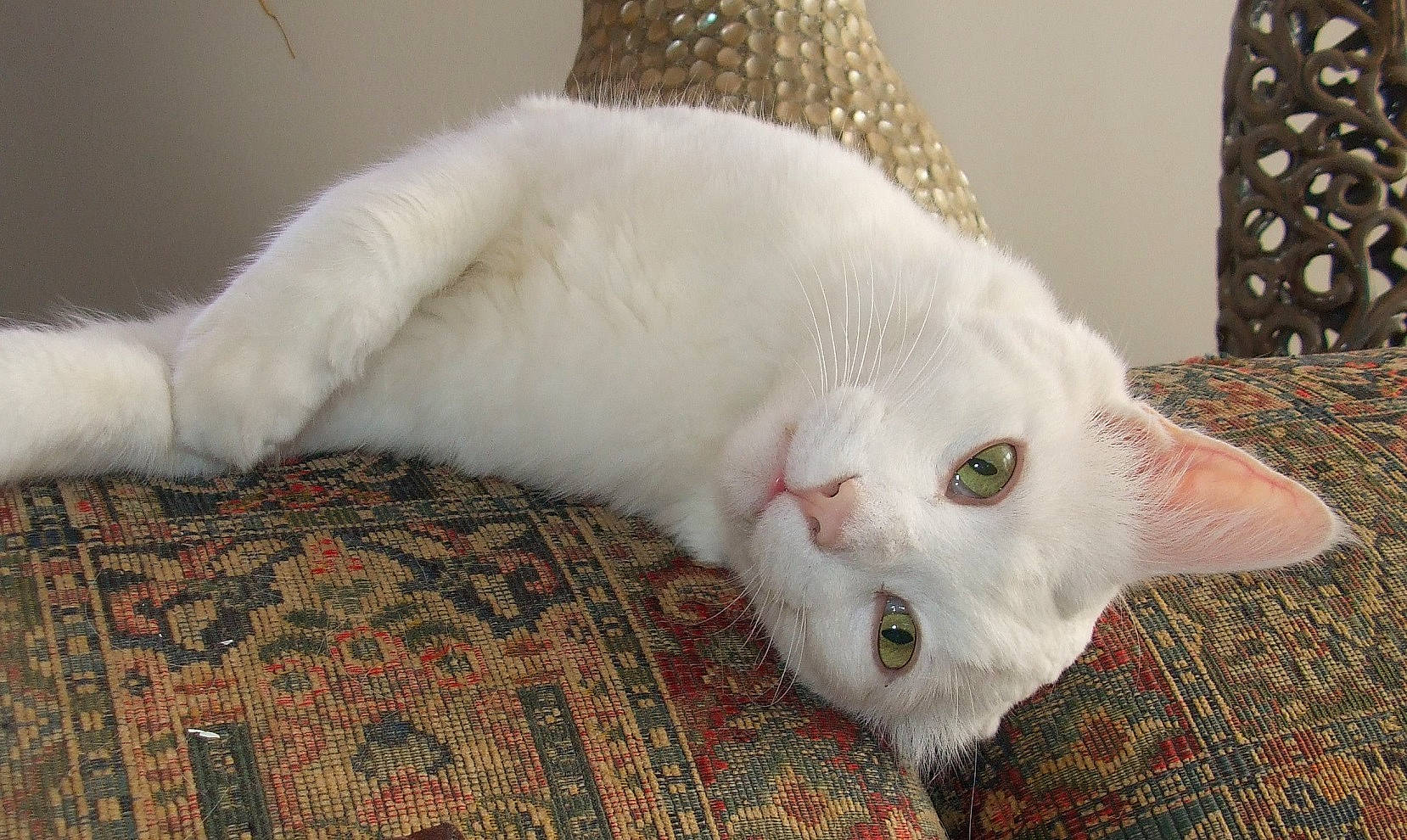 Bowie is registered to the contest to win money with this photo: carnivore, cat, claw, comfort, domestic_short_haired_cat, fang, felidae, fur, paw, small_to_medium_sized_cats, snout, tail, whiskers