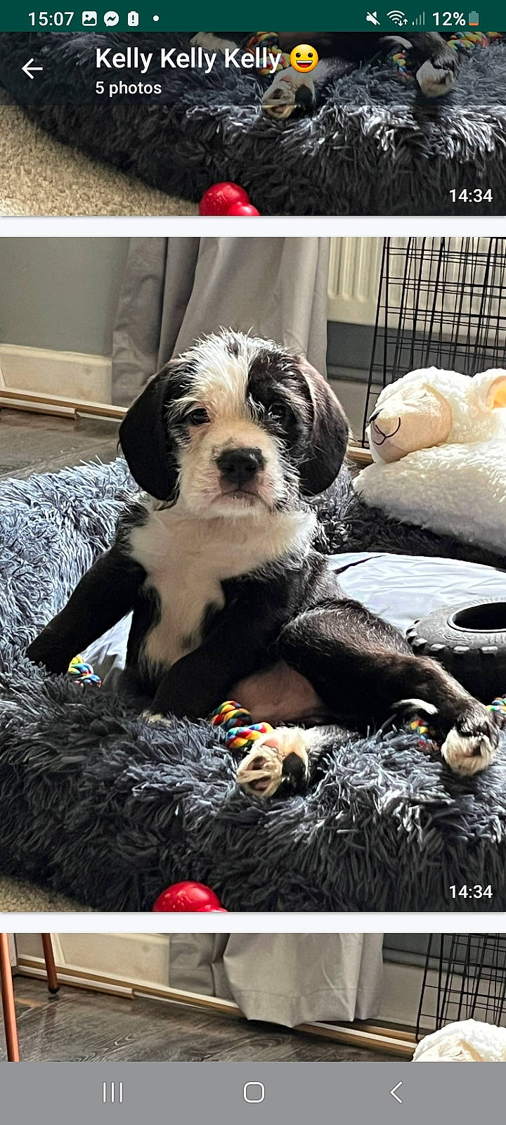 Chief joined the competition — help win amazing prizes! canidae, carnivore, comfort, companion_dog, couch, dog, dog_breed, dog_supply, fur, non_sporting_group, puppy_love, recipe, rectangle, small_terrier, snout, sporting_group, terrier, toy, toy_dog, working_animal