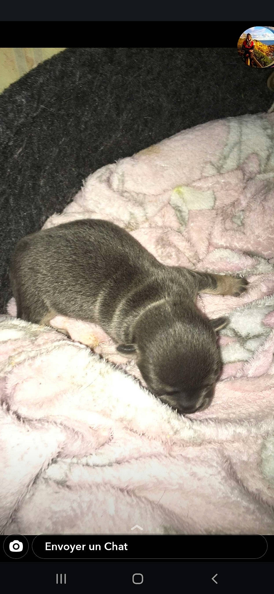 Nina a rejoint le concours — aidez-le/la à gagner de superbes lots ! canidae, carnivore, chihuahua, dog, dog_breed, fawn, puppy, toy_dog