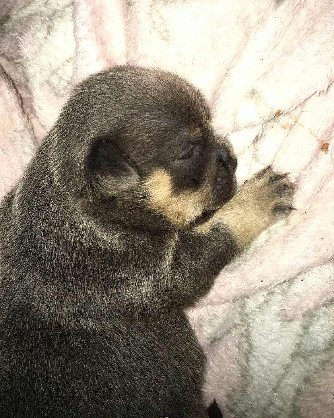 Nina a rejoint le concours — aidez-le/la à gagner de superbes lots ! canidae, carnivore, dog, dog_breed, fawn, mammal, pug, puppy, snout, sporting_group, tail, vertebrate