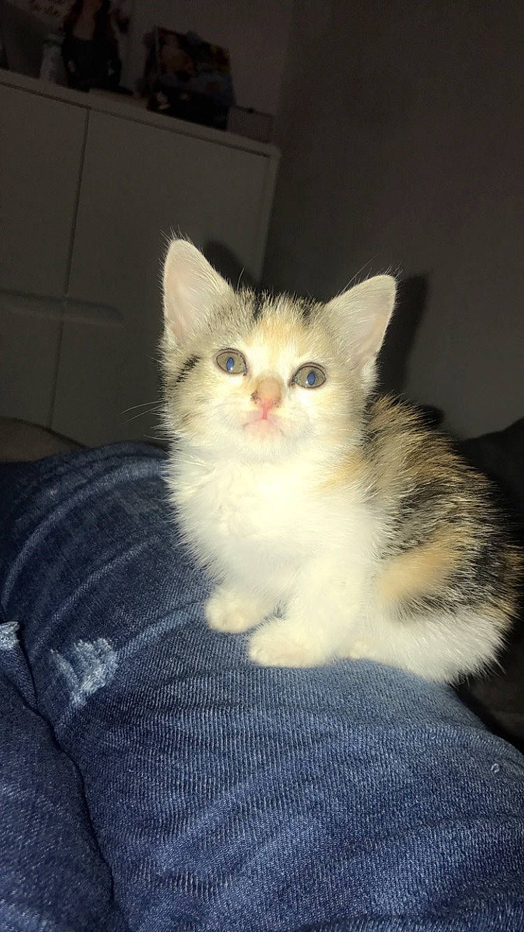 Praline participe au concours pour gagner de l'argent avec cette photo : aegean_cat, american_wirehair, asian, asian_semi_longhair, british_semi_longhair, carnivore, cat, domestic_long_haired_cat, domestic_short_haired_cat, european_shorthair, felidae, kitten, mammal, norwegian_forest_cat, ojos_azules, ragdoll, small_to_medium_sized_cats, turkish_angora, vertebrate, whiskers