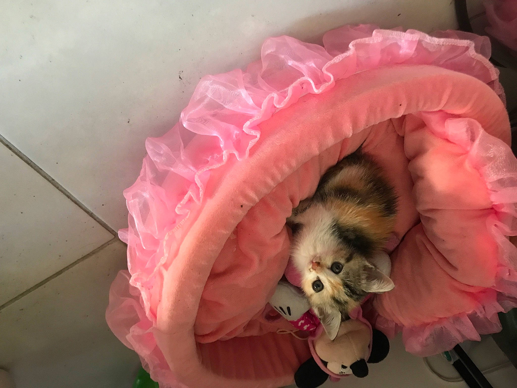 Praline participe au concours pour gagner de l'argent avec cette photo : baby_products, canidae, cat, companion_dog, costume, dog_clothes, fur, pink, plant, puppy, shih_tzu, snout