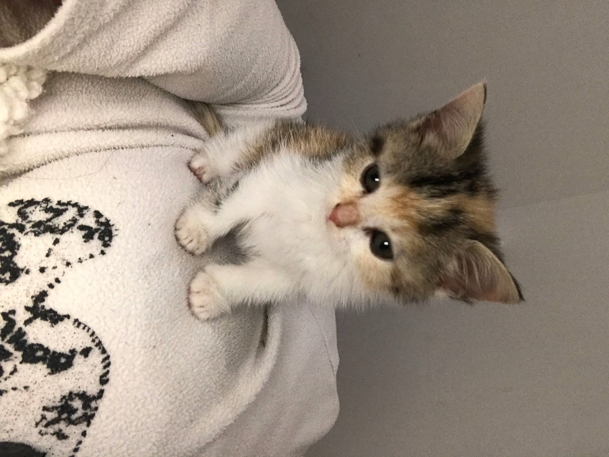 Praline participe au concours pour gagner de l'argent avec cette photo : aegean_cat, american_wirehair, asian, carnivore, cat, domestic_short_haired_cat, european_shorthair, felidae, fur, kitten, mammal, munchkin, norwegian_forest_cat, ojos_azules, paw, polydactyl_cat, ragamuffin, small_to_medium_sized_cats, tabby_cat, whiskers