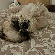 Perle participe au concours pour gagner de l'argent avec cette photo : dog, pet, bed, fur, fluffy, sleeping, cute, relaxed, indoors, animal, lying_down, paw, nose, whiskers, muzzle, canine, domestic_animal, resting, bedspread, pattern