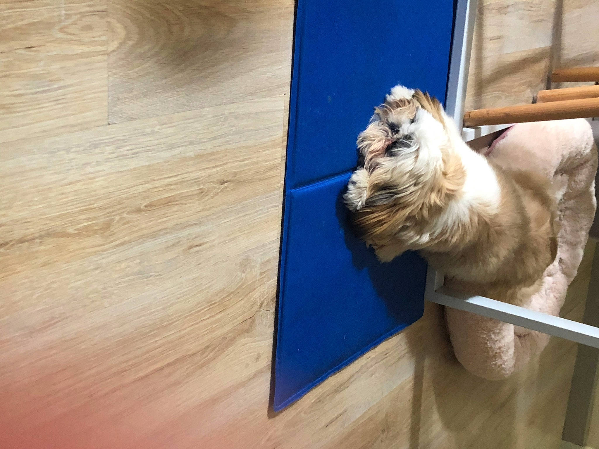 Perle a rejoint le concours — aidez-le/la à gagner de superbes lots ! american_cocker_spaniel, canidae, carnivore, companion_dog, dog, dog_breed, fawn, floor, flooring, hardwood, havanese, lhasa_apso, shih_tzu, sporting_group, tibetan_terrier, toy_dog, wood