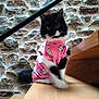 animal, black_and_white, cat, close_up, clothing, curious, cute, domestic, feline, fur, indoor, motion_blur, pet, pink_shirt, portrait, sitting, stairs, stone_wall, whiskers, wooden