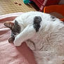 Olly participe au concours pour gagner de l'argent avec cette photo : cat, sleeping, paw, blanket, indoor, feline, cozy, white, gray, fur, resting, cute, pet, animal, floor, furniture, ball, relaxed, covering_face, home