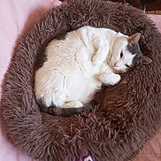 Olly a rejoint le concours — aidez-le/la à gagner de superbes lots ! cat, pet_bed, white_cat, gray_cat, fluffy, curled_up, indoor, cozy, resting, feline, soft_texture, pink_bedspread, floor_tiles, two_cats, domestic_cat, relaxed, sleepy, animal, cute, home