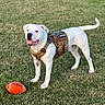animal, canine, collar, daylight, dog, ears, field, grass, happy, harness, leash, outdoor, pet, playful, service_dog, smiling, standing, tail, toy_football, white_dog