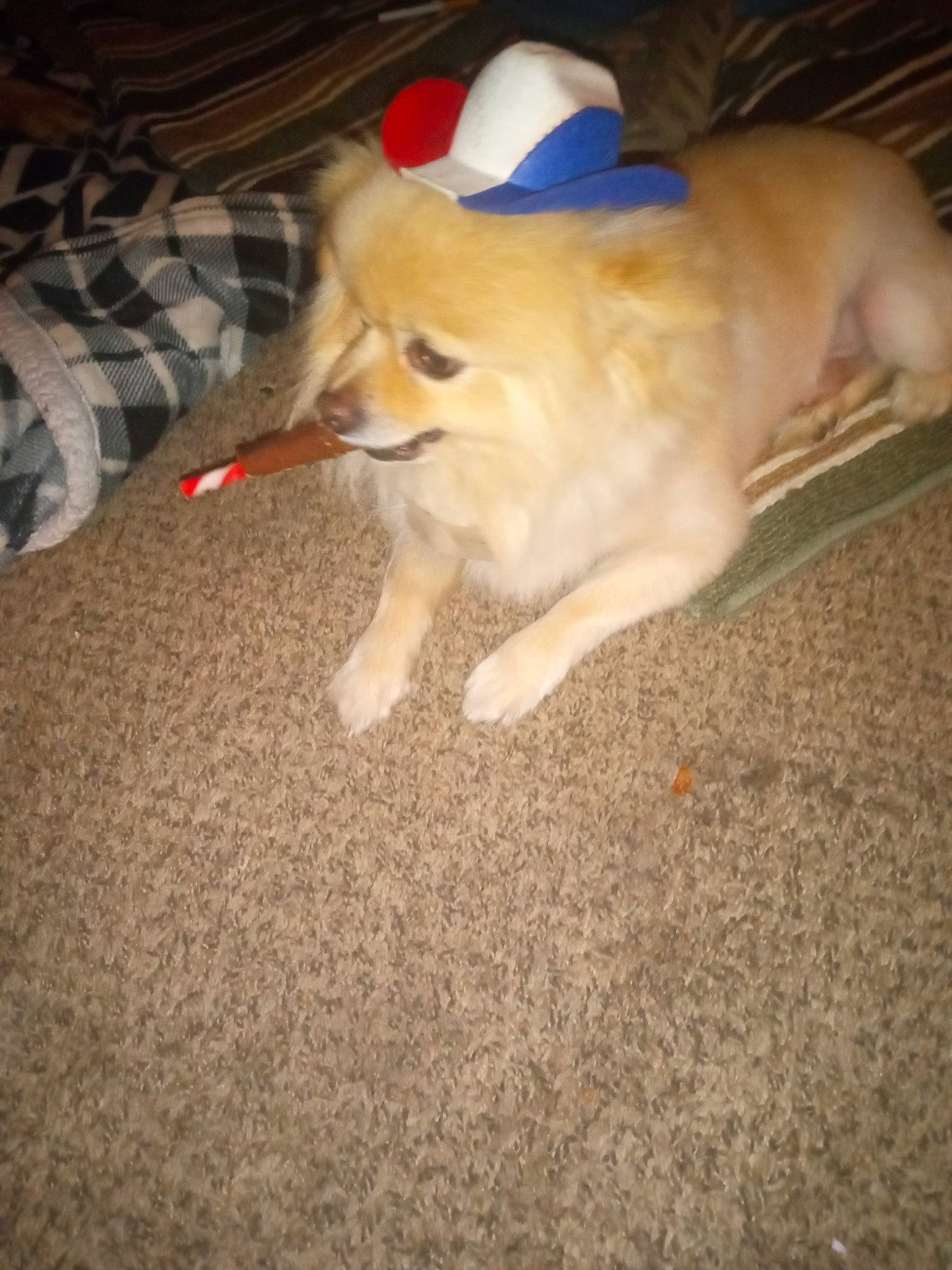 Fred is registered to the contest to win money with this photo: canidae, carnivore, companion_dog, dog, dog_breed, dog_supply, electric_blue, fawn, flooring, fur, hardwood, non_sporting_group, paw, spitz, sporting_group, tail, toy_dog, whiskers, wood, working_animal