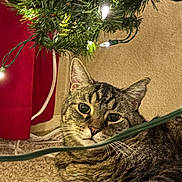 Tyty is registered to the contest to win money with this photo: animal, carpet, cat, christmas_lights, christmas_tree, cozy, cute, decorations, ears, feline, floor, greenery, holiday, home, indoor, pet, relaxed, resting, tabby_cat, whiskers
