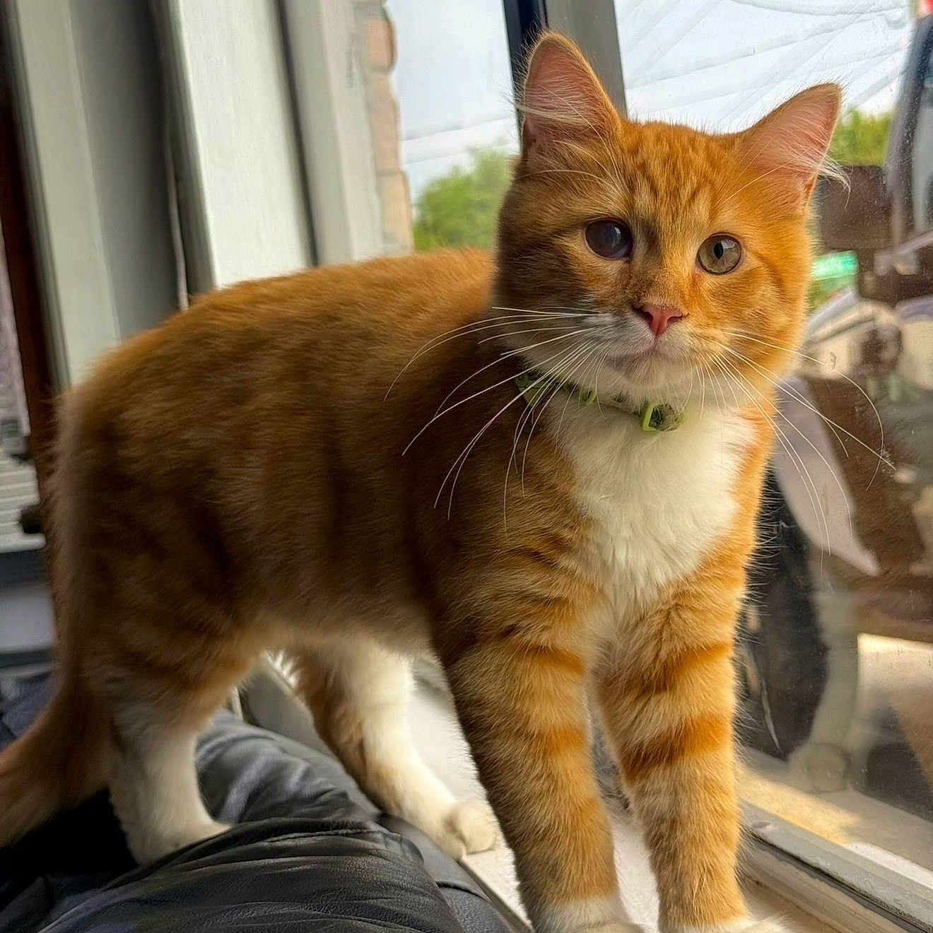 Pepito is registered to the contest to win money with this photo: cat, orange_cat, tabby, white_chest, white_paws, pet, animal, feline, whiskers, green_collar, standing, windowsill, window, indoors, outdoors, sunlight, portrait, closeup, fluffy, alert