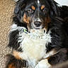Gauge is registered to the contest to win money with this photo: dog, tricolor, fluffy, carpet, indoor, pet, animal, canine, fur, white_chest, black_fur, brown_markings, relaxed, lying_down, paw, portrait, domestic, companion, cute, friendly