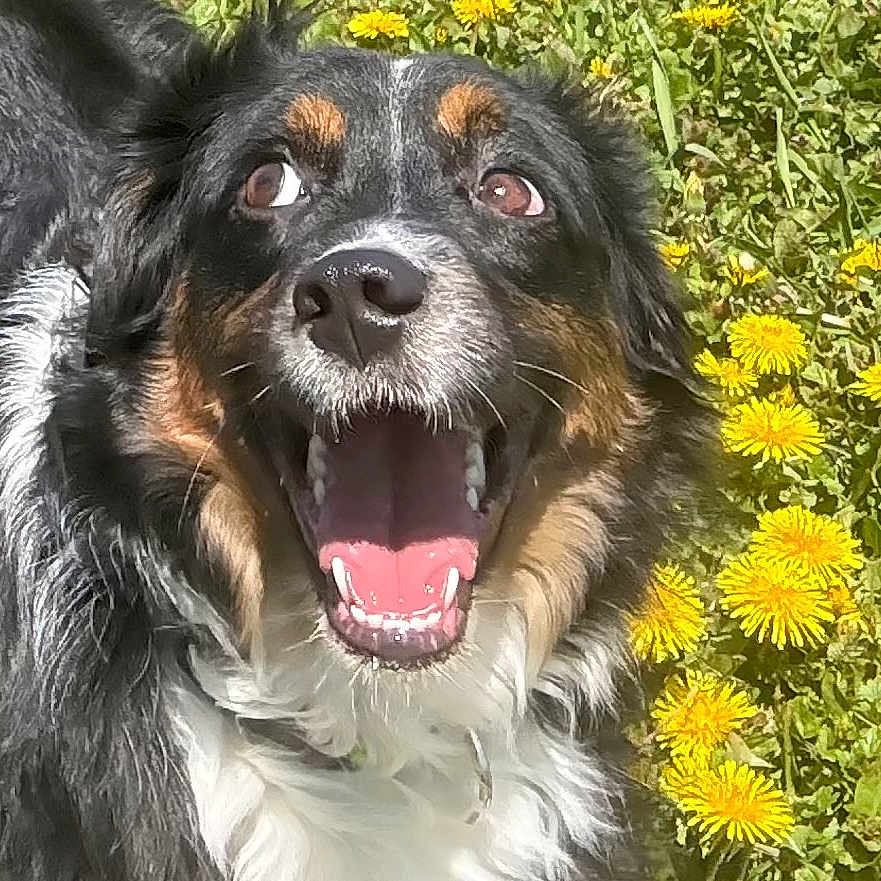 Gauge