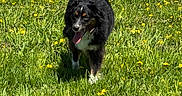Gauge joined the competition — help win amazing prizes! dog, grass, field, yellow_flowers, outdoor, sunny, happy, black_dog, white_paws, tongue_out, nature, animal, pet, walking, summer, greenery, playful, canine, daylight, spring