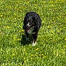 dog, grass, field, yellow_flowers, outdoor, sunny, happy, black_dog, white_paws, tongue_out, nature, animal, pet, walking, summer, greenery, playful, canine, daylight, spring