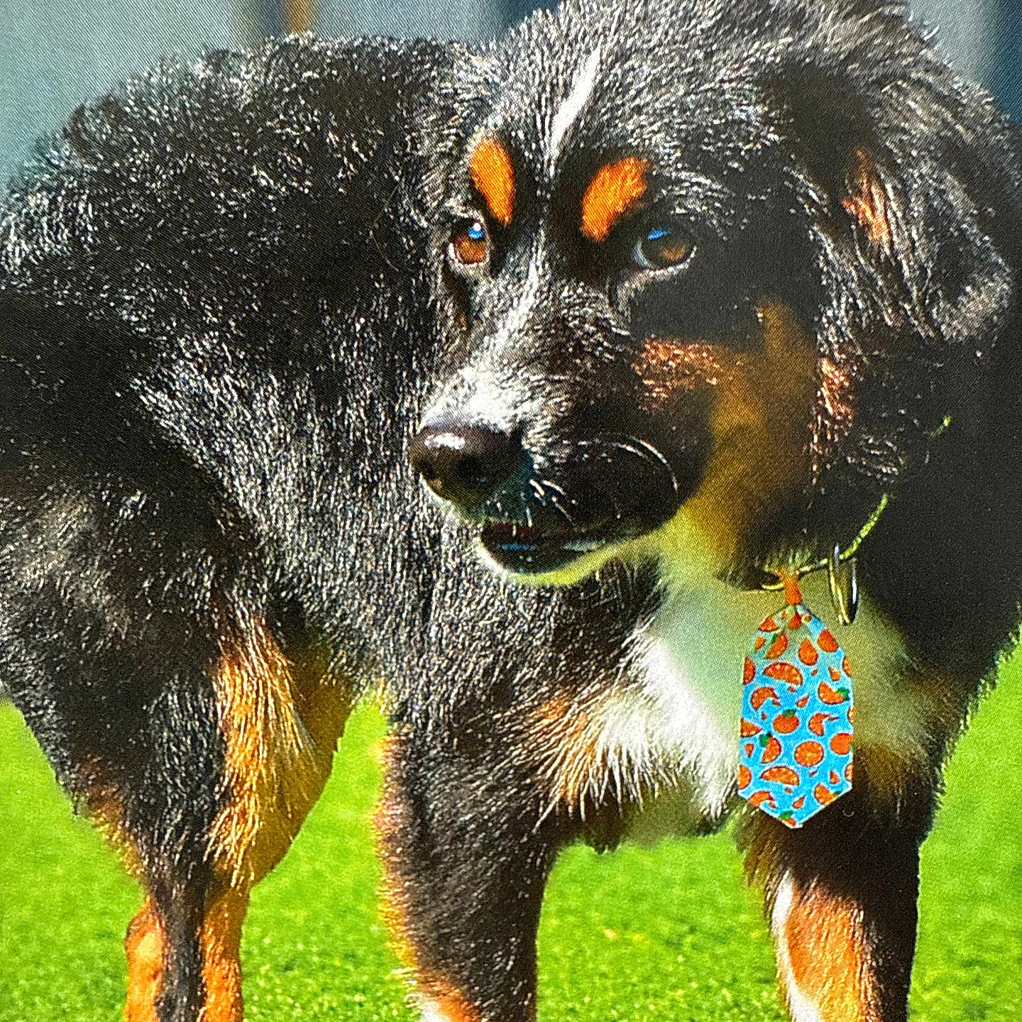 Gauge joined the competition — help win amazing prizes! alert, animal, black_fur, brown_fur, canine, closeup, collar, colorful, daylight, dog, grass, mammal, nature, outdoor, pattern, pet, standing, sunlight, tag, white_paws