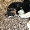 Gauge joined the competition — help win amazing prizes! dog, sleeping, carpet, collar, close_up, fur, relaxed, pet, indoor, resting, black_fur, white_fur, brown_fur, canine, domestic_animal, animal, peaceful, cozy, nap, tricolor