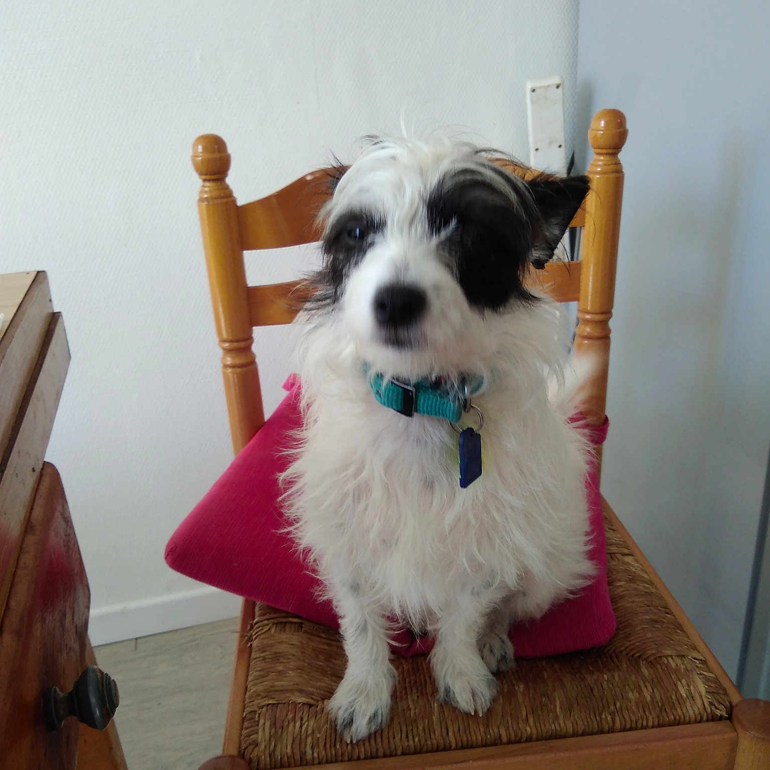 Oups participe au concours pour gagner de l'argent avec cette photo : carnivoran, cavachon, companion_dog, dog, dog_breed, dog_breed_group, dog_like_mammal, havanese, lhasa_apso, puppy, schnoodle, shih_tzu, sporting_lucas_terrier, terrier, vertebrate
