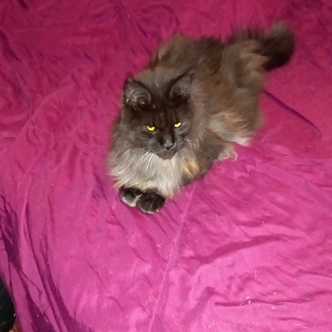 Tigrou