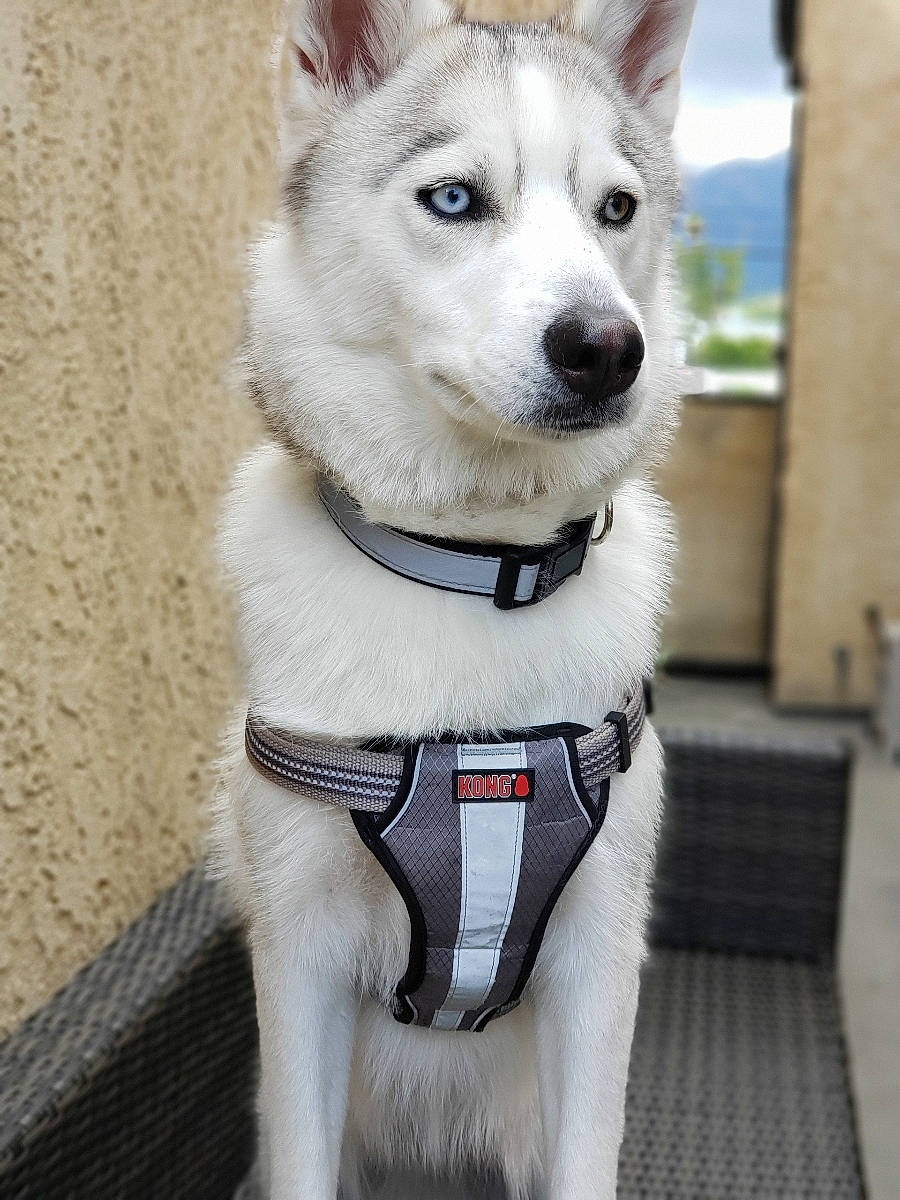 Nala joined the competition — help win amazing prizes! canadian_eskimo_dog, canidae, carnivore, collar, dog, dog_breed, greenland_dog, labrador_husky, mammal, native_american_indian_dog, northern_inuit_dog, rare_breed_dog, sakhalin_husky, seppala_siberian_sleddog, siberian_husky, sled_dog, snout, tamaskan_dog, vertebrate, working_dog