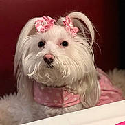 Princess Bella joined the competition — help win amazing prizes! accessories, adorable, animal, calm, closeup, cute, decorative, dog, domestic_animal, fluffy, indoor, long_hair, pet, pink_bows, pink_outfit, polka_dots, portrait, sitting, small_dog, white_dog