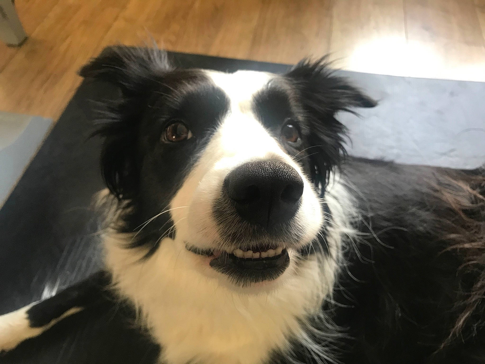 Nila a rejoint le concours — aidez-le/la à gagner de superbes lots ! australian_collie, australian_shepherd, border_collie, canidae, carnivore, companion_dog, dog, dog_breed, english_shepherd, herding_dog, mammal, mcnab, nose, rare_breed_dog, snout, sporting_group, vertebrate, welsh_sheepdog, whiskers, working_dog
