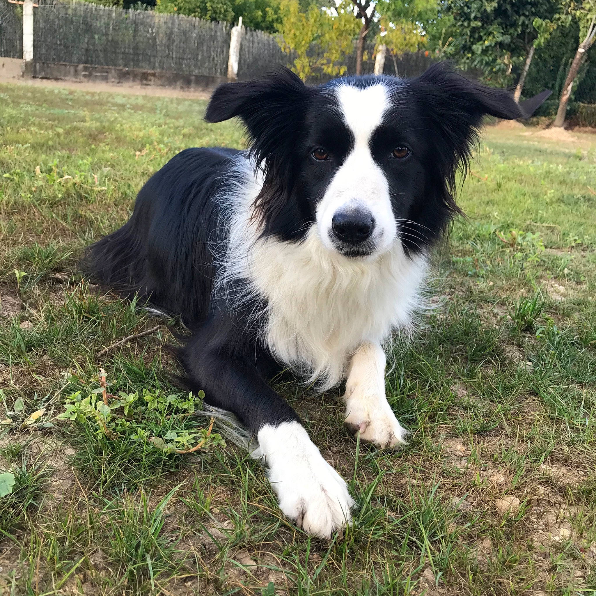 Nila a rejoint le concours — aidez-le/la à gagner de superbes lots ! australian_collie, border_collie, canidae, carnivore, companion_dog, dog, dog_breed, english_shepherd, herding_dog, mammal, mcnab, rare_breed_dog, sporting_group, stabyhoun, vertebrate, welsh_sheepdog, working_dog