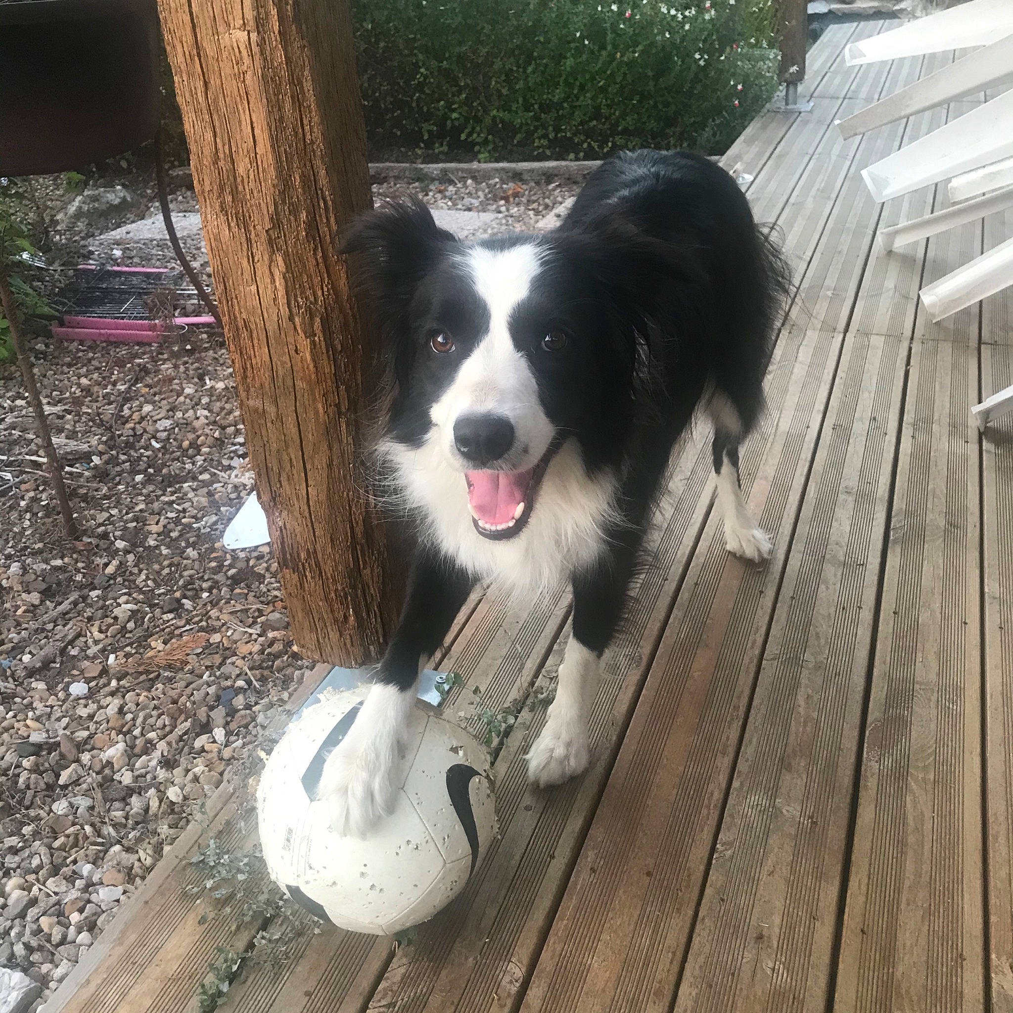 Nila a rejoint le concours — aidez-le/la à gagner de superbes lots ! australian_collie, border_collie, canidae, carnivore, companion_dog, dog, dog_breed, english_shepherd, herding_dog, karelian_bear_dog, mammal, mcnab, sporting_group, vertebrate, welsh_sheepdog, working_dog