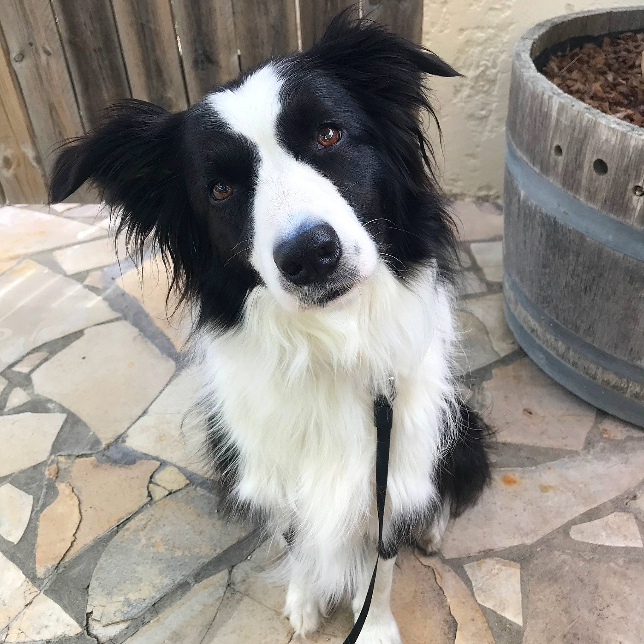 Nila a rejoint le concours — aidez-le/la à gagner de superbes lots ! australian_collie, border_collie, canidae, carnivore, companion_dog, dog, dog_breed, english_shepherd, herding_dog, mammal, mcnab, rare_breed_dog, snout, sporting_group, stabyhoun, vertebrate, welsh_sheepdog, working_dog